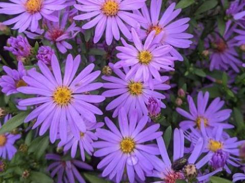 Aster 'Treffpunkt'