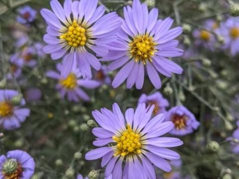 Aster turbinellus (Symphyothrichum)