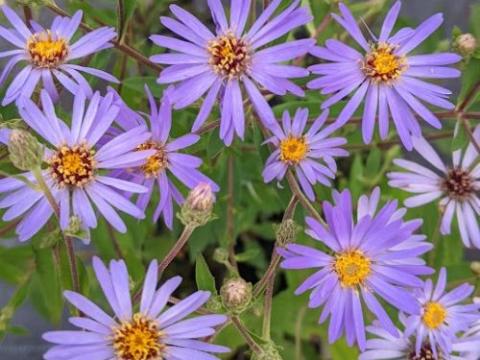 Aster macrophyllus 'Twilight'