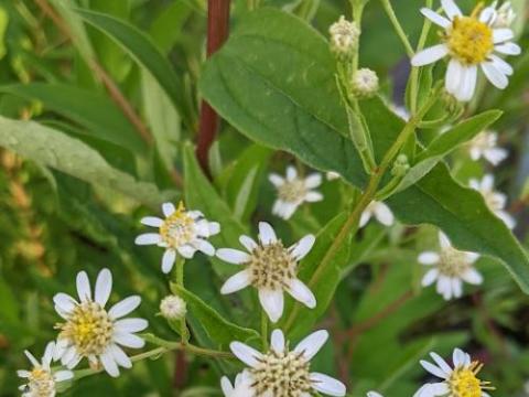 Aster umbellatus (Doellingeria umb)
