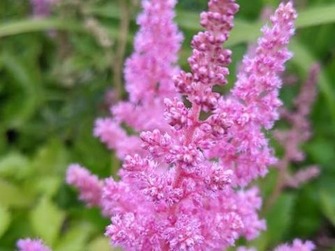 Astilbe chinensis 'Vision in Pink' PBR