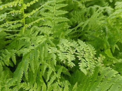 Athyrium filix-femina