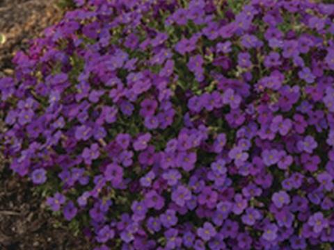 Aubrieta 'Hamburger Stadtpark'