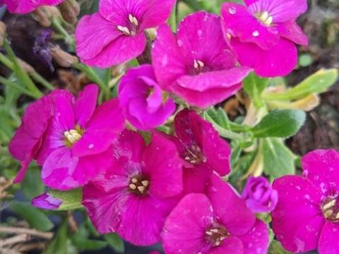 Aubrieta 'Regado Red'