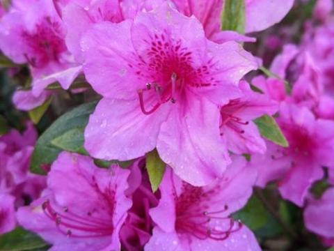 Azalea japonica  'Amoena'