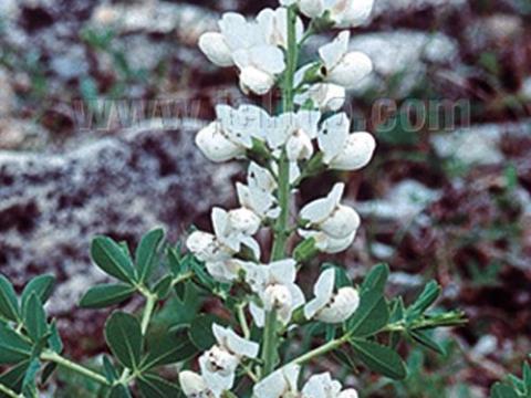 Baptisia australis 'Alba'