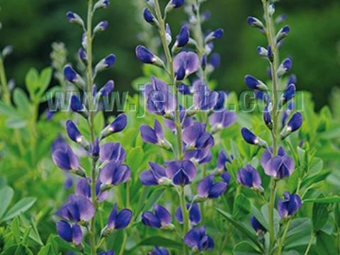 Baptisia australis