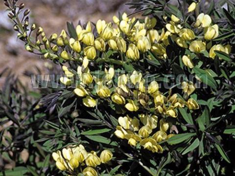 Baptisia bracteata