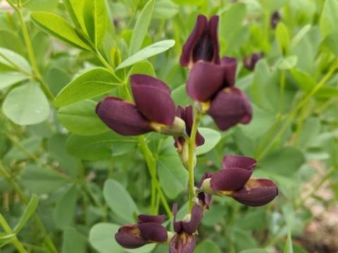Baptisia australis 'Dutch Chocolate'