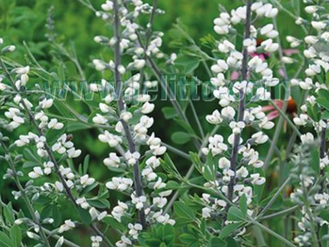 Baptisia alba (pendula)