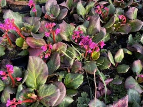 Bergenia 'Abendglut'
