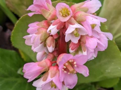 Bergenia 'Baby Doll'