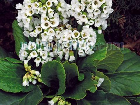 Bergenia cordifolia 'Snowtime'