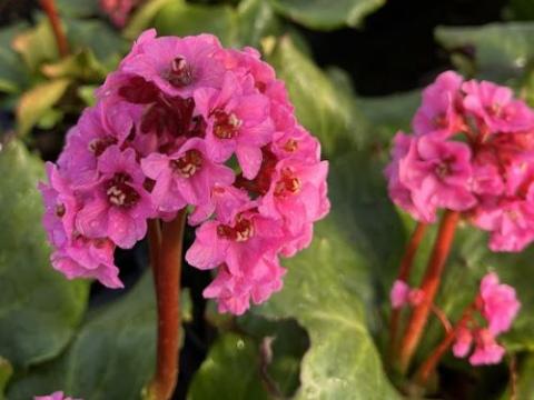 Bergenia 'Morgenröte'