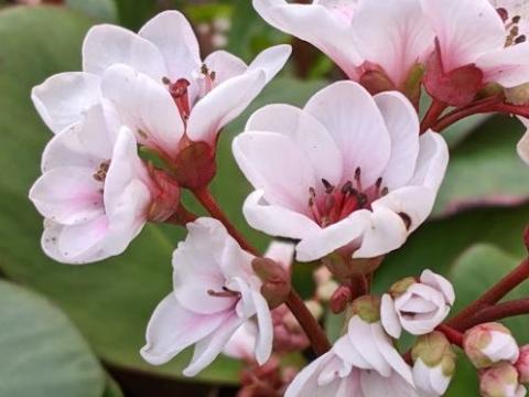 Bergenia 'Silberlicht'