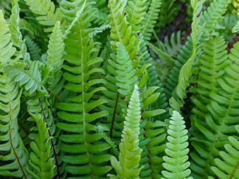 Blechnum spicant