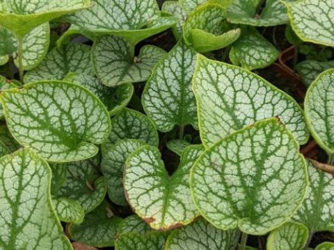 Brunnera macrophylla 'Jack Frost' PBR