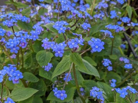Brunnera macrophylla
