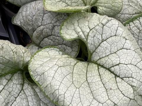 Brunnera macrophylla 'Silver Heart'