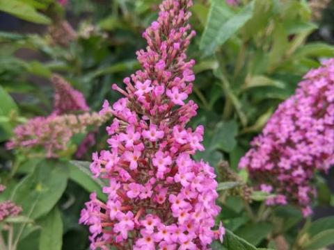 Buddleja dav. 'B.C. Little Pink''