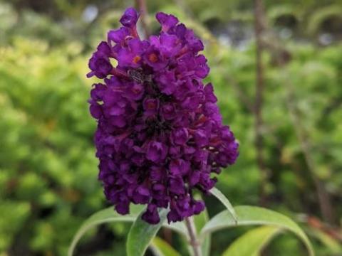 Buddleja dav. 'Black Knight'