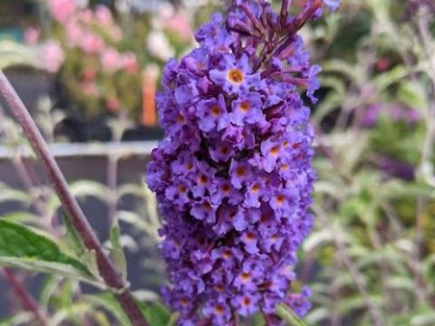 Buddleja dav. 'Nanho Blue'