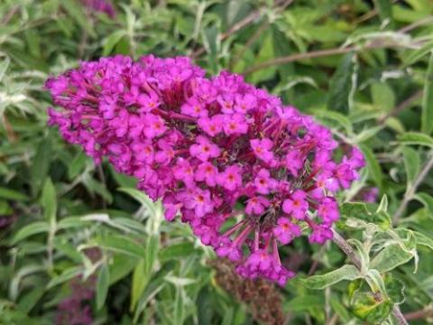 Buddleja dav. 'Nanho Purple'