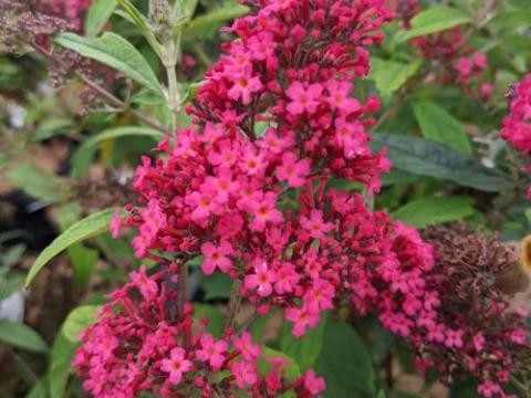 Buddleja dav. 'Prince Charming'