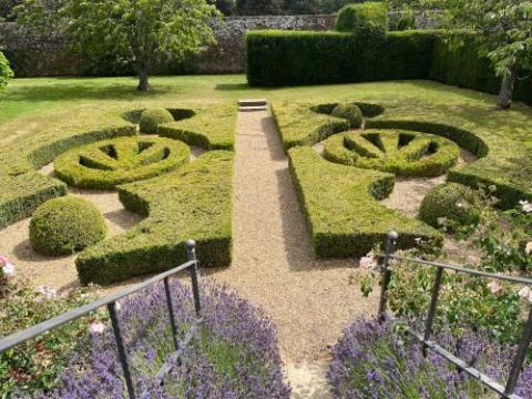 Buxus sempervirens BOL