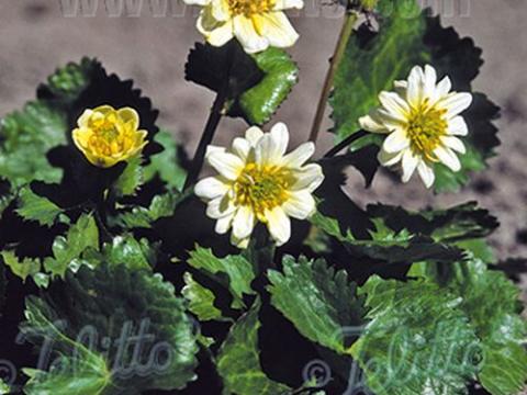 Caltha palustris var. alba