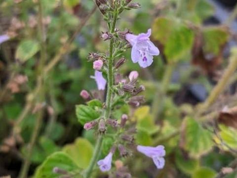 Calamintha nepeta 'Blue Cloud'