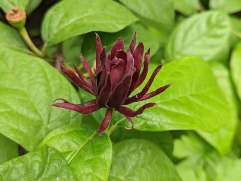 Calycanthus floridus