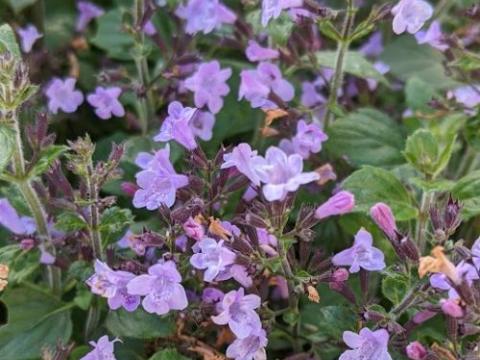 Calamintha nepeta 'Marvelette Blue '