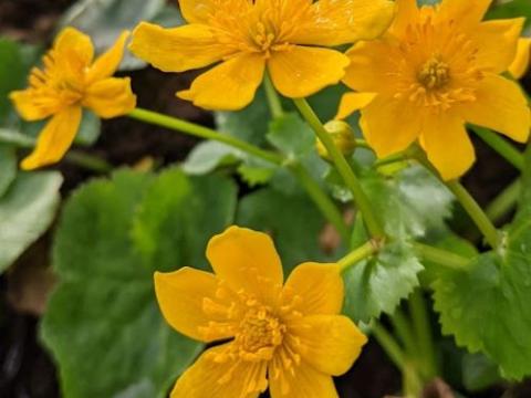 Caltha palustris