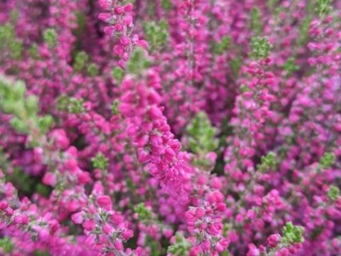 Calluna vulgaris 'Dark Beauty' ®