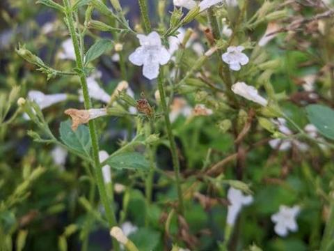 Calamintha nepeta 'White Cloud'