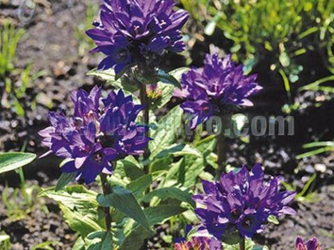 Campanula glomerata 'Acaulis'