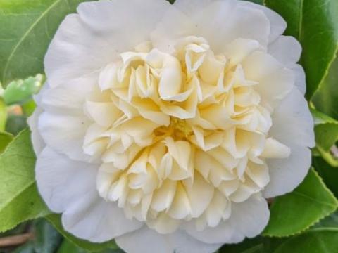 Camellia japonica 'Brushfield Yellow'