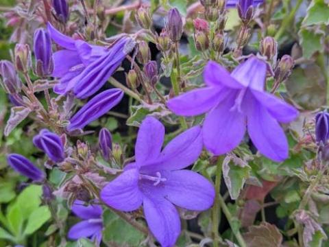 Campanula por. 'Catharina'