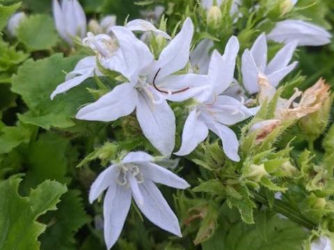 Campanula pos. 'E.H. Frost'