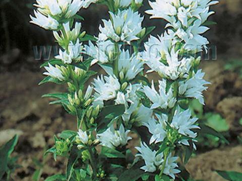 Campanula glomerata 'Alba'