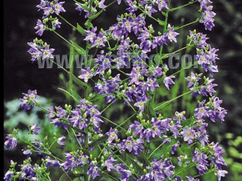 Campanula lactiflora