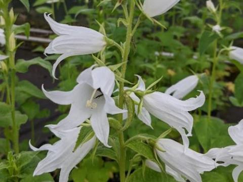 Campanula latifolia ' Alba'