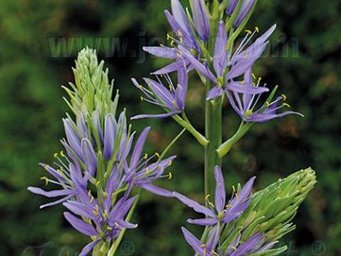 Camassia leichtlinii 'Caerulea'