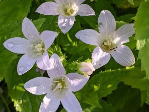 Campanula lac. 'Loddon Anna'