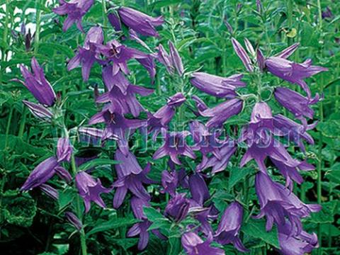 Campanula latifolia var. macrantha