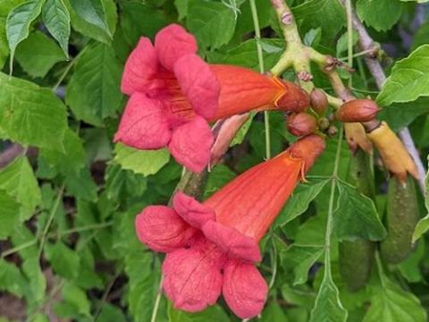 Campsis tagliabuana 'Mme Galen'