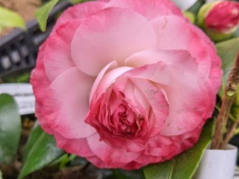Camellia japonica 'Nuccio's Pearl'