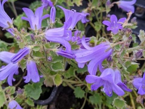 Campanula portenslagiana