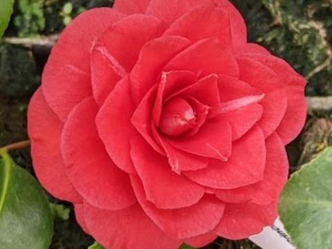 Camellia japonica 'Princess Baciocchi'